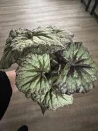 Begonia plant