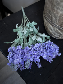 Lavendel lily