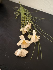 Wildflower 18