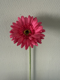 Gerbera cherise