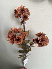 Chrysanthemum Branch