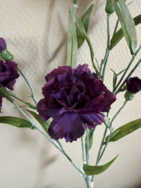 Dianthus  70 cm
