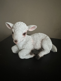 Lammetje liggend