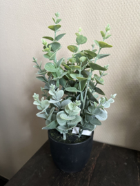 Eucalyptus plant in pot