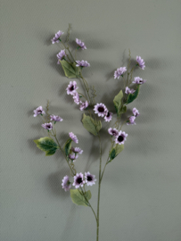 Margrietjes lila