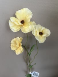 Ranunculus