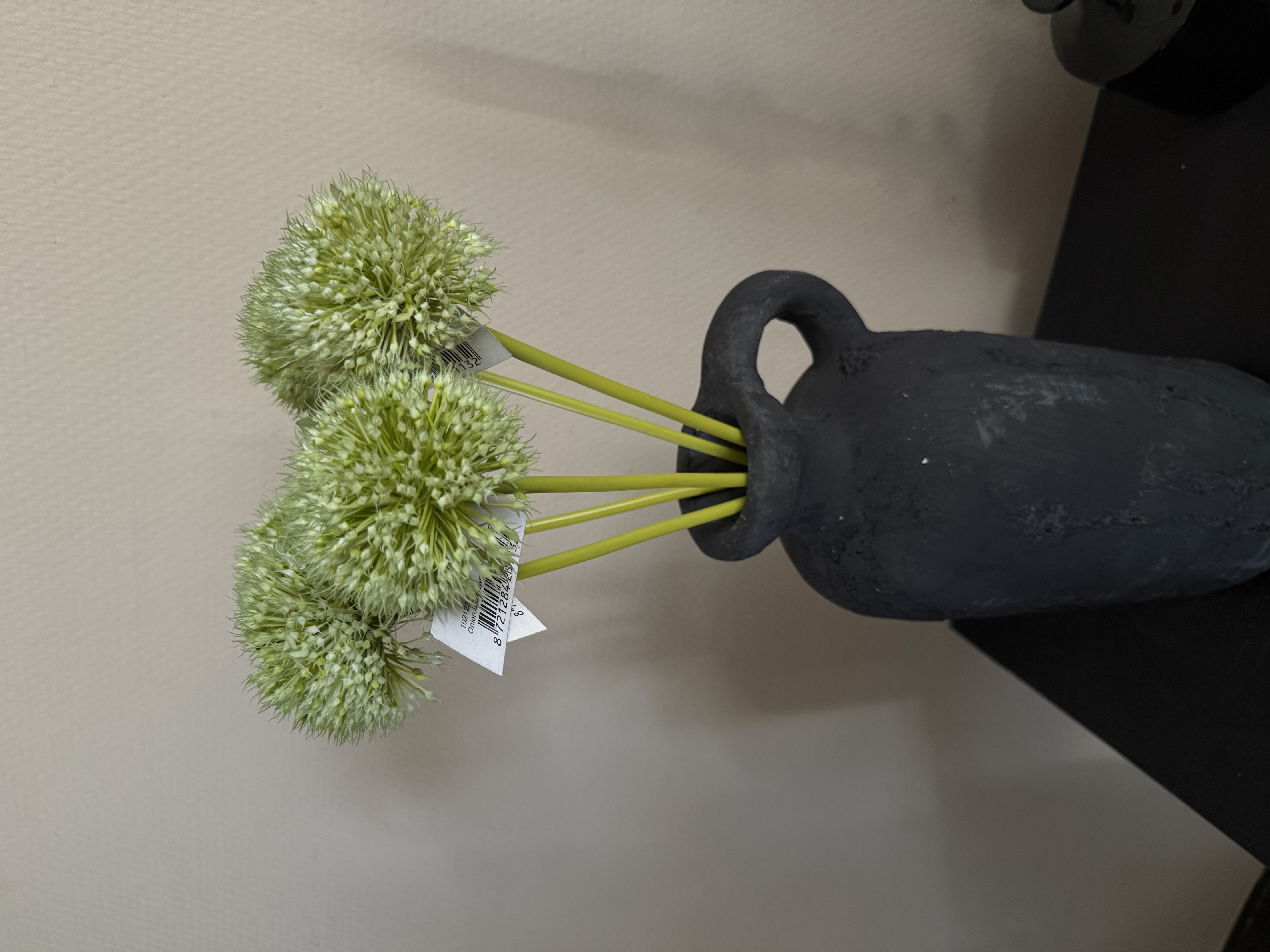 Allium bollen in 5 kleuren