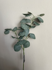 Eucalyptus takken