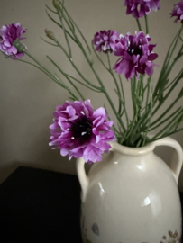Centaurea cyanus paars