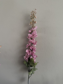 Delphinium old pink
