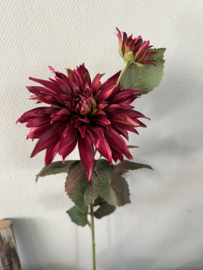 Dahlia donkerrood 70 cm