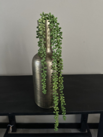 Senecio hanger