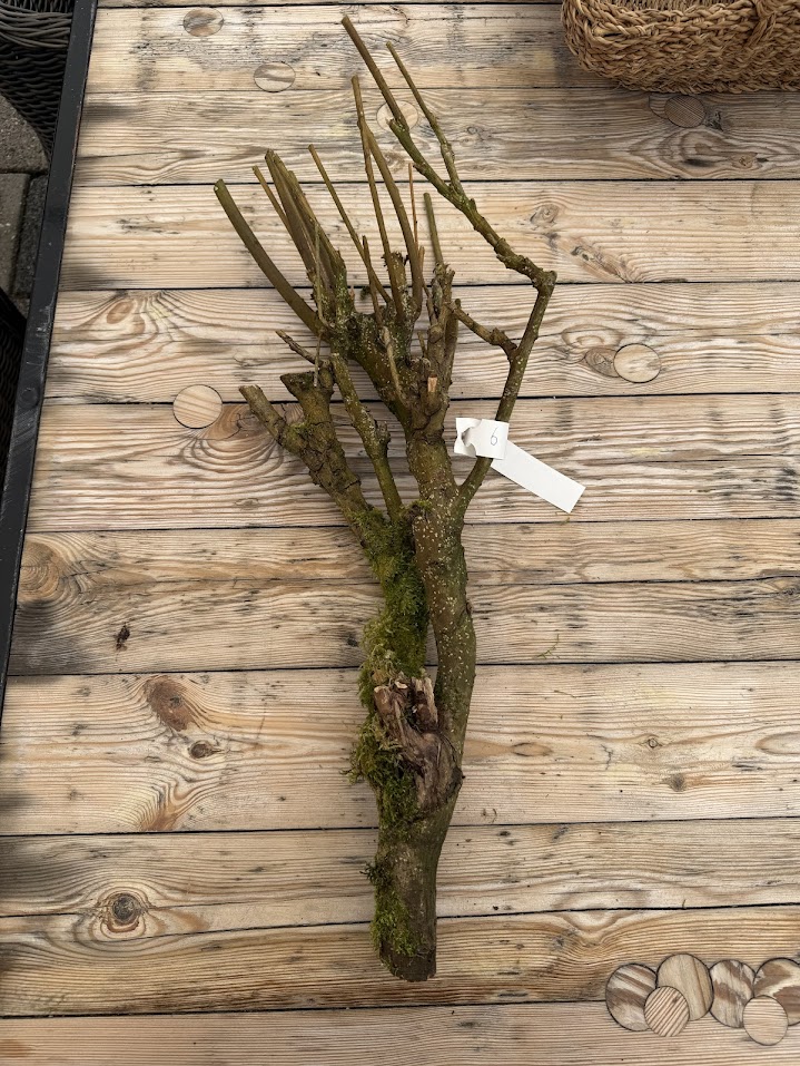 Branch sering mossed