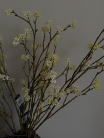 Callicarpa creme 75 cm