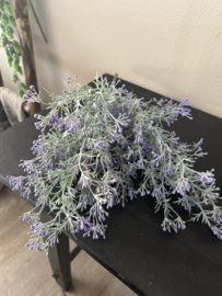 Bos Lavendel