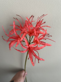 Nerine red 91 cm