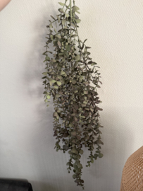 Eucalyptus hanger