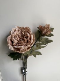 Paeonia Miranda bruin