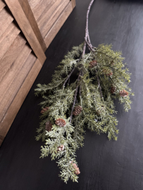 Cedrus groen tak