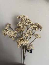 Achillea crème