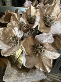 Helleborus taupe 51 cm