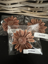 Amber Madeliefjes 12 geuren