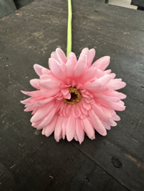 Gerbera’s  in 7 kleuren