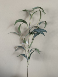 Eucalyptus takken