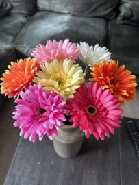 Gerbera’s  in 7 kleuren