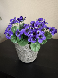Viooltjes 20 cm purple