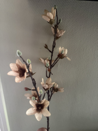 Magnolia taupe bruin