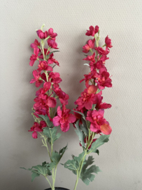 Delphinium donker pink/ red 82 cm