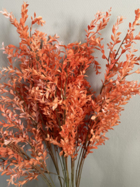 Ruscus orange