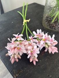 Wild hyacint in 2 kleuren