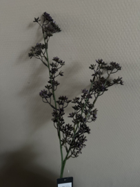 Micea plato