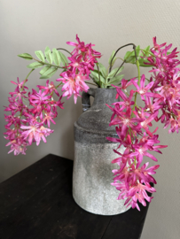 Spring flower wisteria