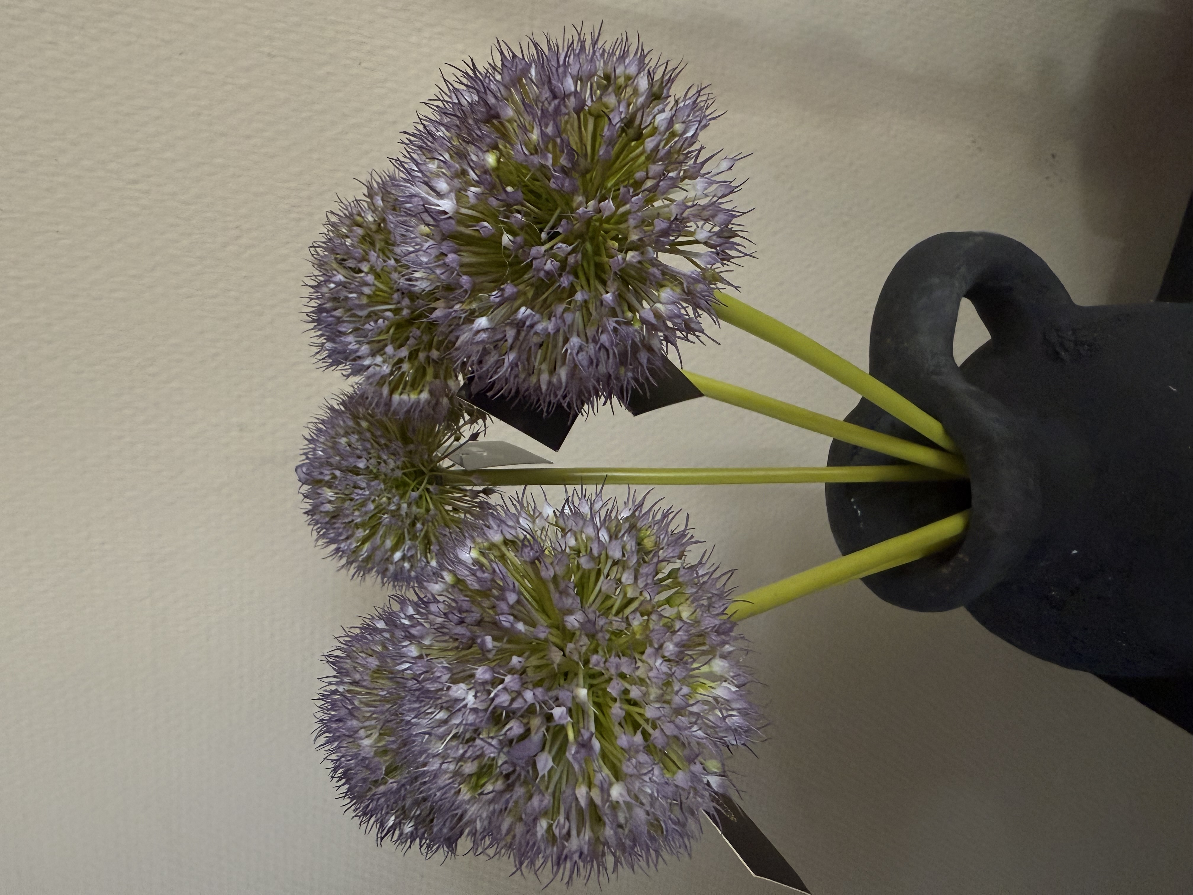 Allium bollen in 5 kleuren