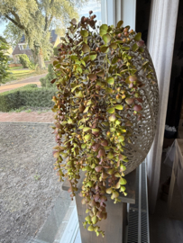 Eucalyptus hanger mustard