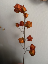 Physalis 80 cm