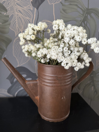 Gypsophila crème bundel