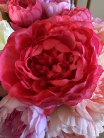Pioen rozen in 4 kleuren