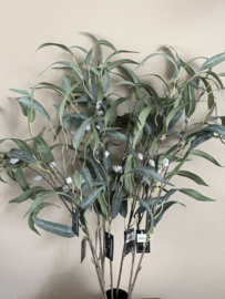 Eucalyptus takken