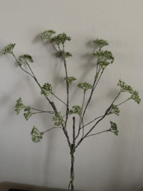 Mos tak rice flower green