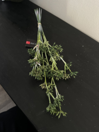 Eucalyptus fruit green