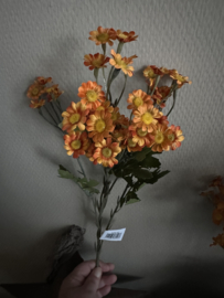 Margrietje oranje 60 cm