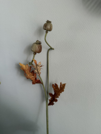 Poppy fruit spray 78 cm