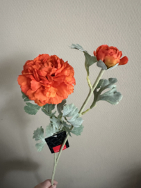 Ranunculus orange ( ranonkel)