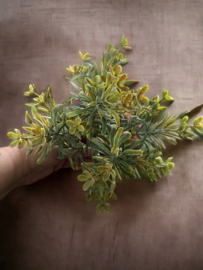 Sedum bronze