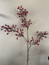 Rozenbottel 80 cm