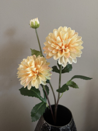 Dahlia Pastel tint